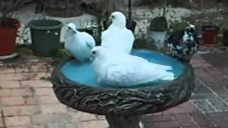 Pigeons In the Birdbath