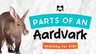 What Are The Parts of An Aardvark? | Animal Anatomy For Kids