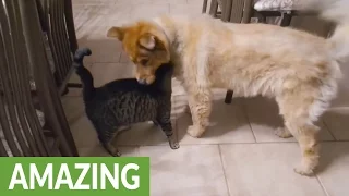 Cat's emotional reaction to reunion with blind dog