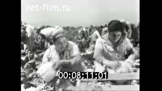 1976г. совхоз имени Абасова. Ленкорань  Азербайджан