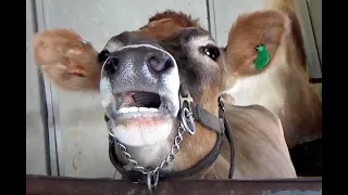 AWESOME MOOING COWS - Compilation - 38 MINUTES