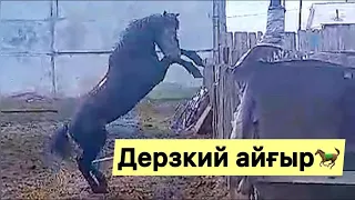 Дерзкий айғыр мен жуас ат #лошади