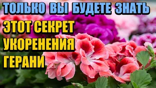 СДЕЛАЙТЕ ЭТО В ФЕВРАЛЕ С ГЕРАНЬЮ, чтобы пышно цвела все лето, черенкование и обрезка