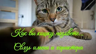 Как вы кошку назовете... Связь имени и характера  Cat the relationship between name and character