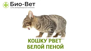 Кошку рвёт белой пеной - причины и что делать // Сеть Ветклиник Био-Вет