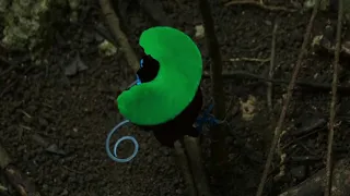 Wilson's bird of paradise - BBC Planet  Earth II - Episode 2 "Jungles"