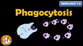 Phagocytosis (FL-Immuno/10)