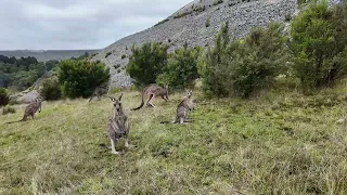 Kangaroo Viewing Trail