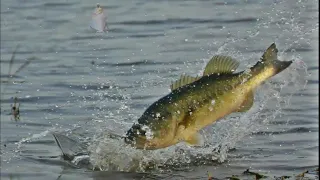 It’s topwater time plus- a buried hook in my hand past the barb