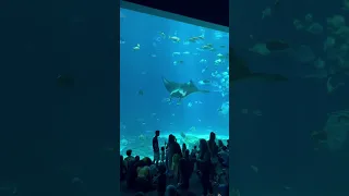 Georgia Aquarium: Largest Aquarium in the United States