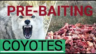 PRE-BAITING COYOTES 2019/20 SEASON