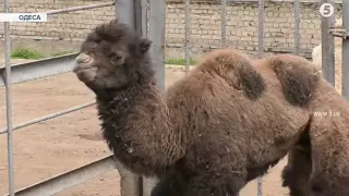 Поповнення в зоопарку Одеси: у пари верблюдів народився малюк
