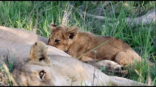 Will the Last Mbiri Lion Cub Survive?