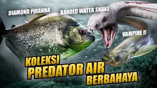 EPISODE KOLEKTOR !! IKAN & PREDATOR AKUATIK MEMATIKAN | PEMADANAN HOBI IKAN PREDATOR DAN REPTIL !!