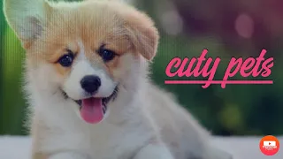 |cuty pets||Funniest animals-Best of the 2021 funny animal video#56