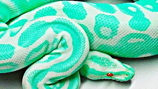 15 Serpientes Más Hermosas Del Mundo