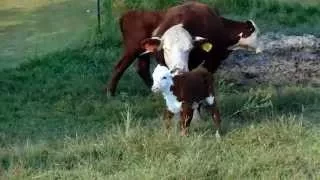 Cattle video #1 How close is she? signs your cow is close to calving.