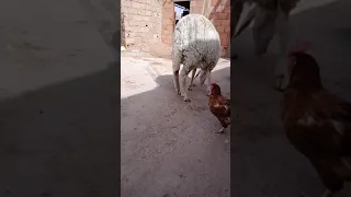 le mouton 🐑 et la poulet 🐔