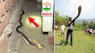 Top 10 Most Venomous Snakes in INDIA