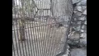 новосибирский  зоопарк. рысь