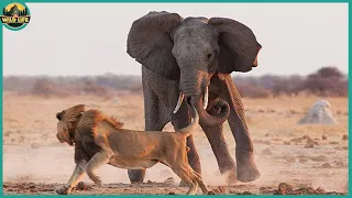 15 Top Elephant VS Animals Moments
