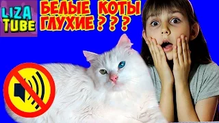 Наш КОТ ГЛУХОЙ??? Проверяем слух нашего кота Гоги LizaTube