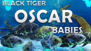 Black tiger oscar fish | Best Top 5 Oscar Fish Eating | Super Oscar Fish Feeding | oscar breeding