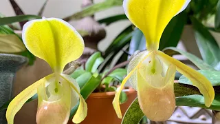 Обзор коллекции орхидей на ноябрь. Орхидеи в интерьере.