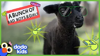 The Baddest Animals Who Ever Lived In The Whole World | 45 Minutes Of Bad Boys and Girls | Dodo Kids