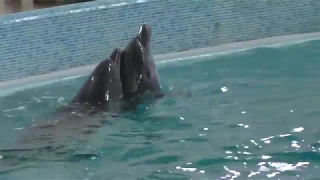 Дельфинарий "Оскар" в Трускавце (Прикарпатье, Западная Украина)