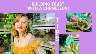 Tips To Build Trust With A Chameleon!