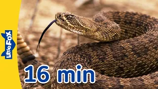 Meet the Animals 16 min | Rattlesnake, Spider, Cheetah and More | Stories for Kindergarten