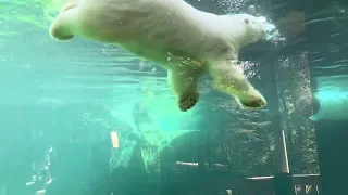 Kova the Polar Bear Swimming at the Alaska Zoo