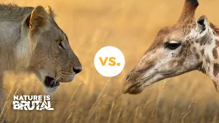 How these Lions Challenged the Giraffes I Nature is Brutal