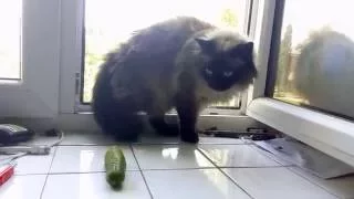 Кошка боится огурца.