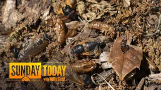 1 trillion cicadas set to invade Southeast, Midwest