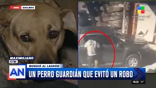 🐕‍🦺 Quilmes: su perro mordió al ladrón y lo salvó de un robo 🦮