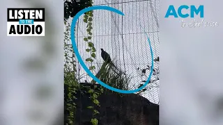 'Evacuate now': Lyrebird at Taronga Zoo mimics emergency alarm after lion escape