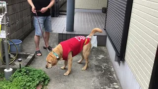 盲導犬ウイお出かけする前にうんちする￼