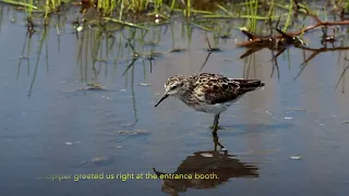 Tropical Birding - Texas, Upper Texas Coast and the Hill Country -  April 2023 Video Trip Report