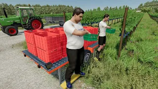 Manual grapes harvest (Full Animated mod) | Farming Simulator 22