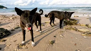 Smart dog playing on the beach #dogtraining #dog #dogeating #doglife  #doglover #poordog #DogWalking