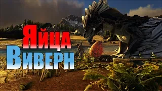 ARK Яйца виверн.