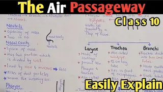 The Air Passageway In Urdu Hindi |  Class 10 Biology