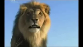 The (real) lion king part 6