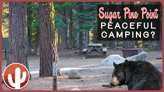 Sugar Pine Point Campground | Lake Tahoe's Hidden Gem For Nature Immersion