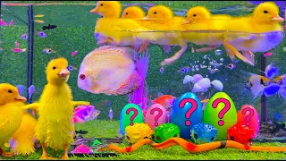 Красочный аквариум | Утки, радужные яйца, лягушки, змеи, кои - видео с милыми детёнышами животных