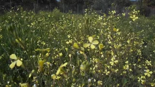 ΜΕΛΙΣΣΟΚΟΜΙΑ-μελισσοκομικά φυτά Μαρτίου-σινάπι