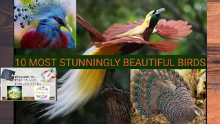 10 Most Beautiful Birds In The World|The Most Stunning Birds|10 Unique Birds| The Most Exotic Birds|