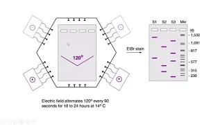 Pulsed Field Gel Electrophoresis